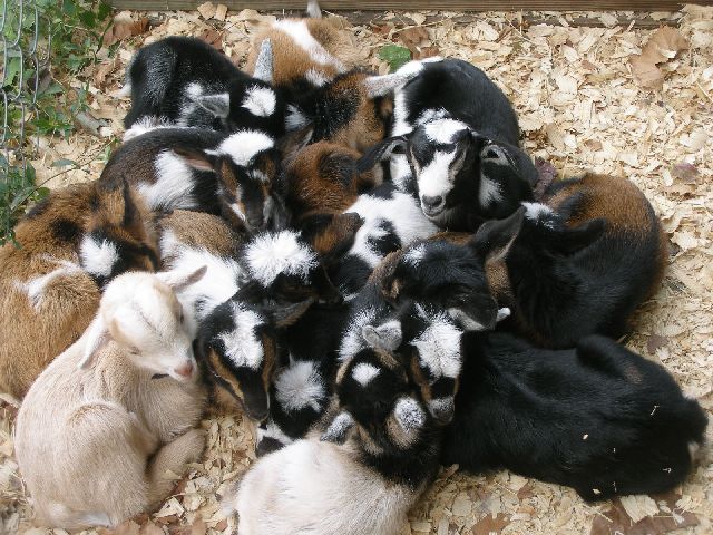 baby%20goat%20pile%20up.jpg